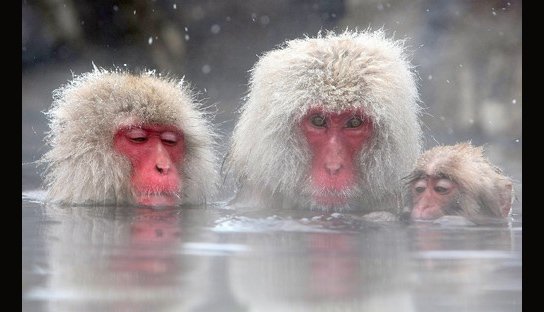 o3 totem-o3-monkeys